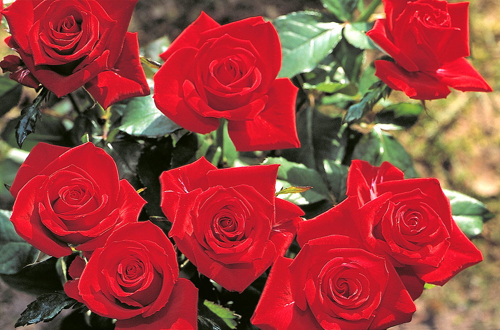 zur &Uuml;bersicht Blumenstr&auml;usse 4