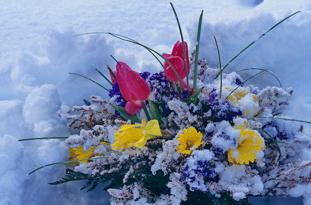 zur &Uuml;bersicht Blumenstr&auml;usse 4