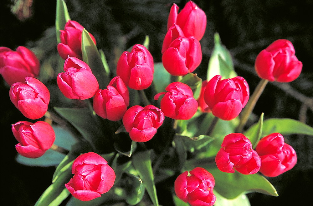 zur &Uuml;bersicht Blumenstr&auml;usse 4