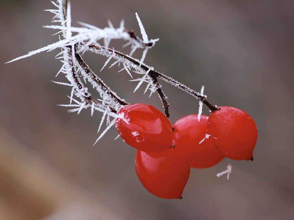 zur Übersicht Eiskunst 2