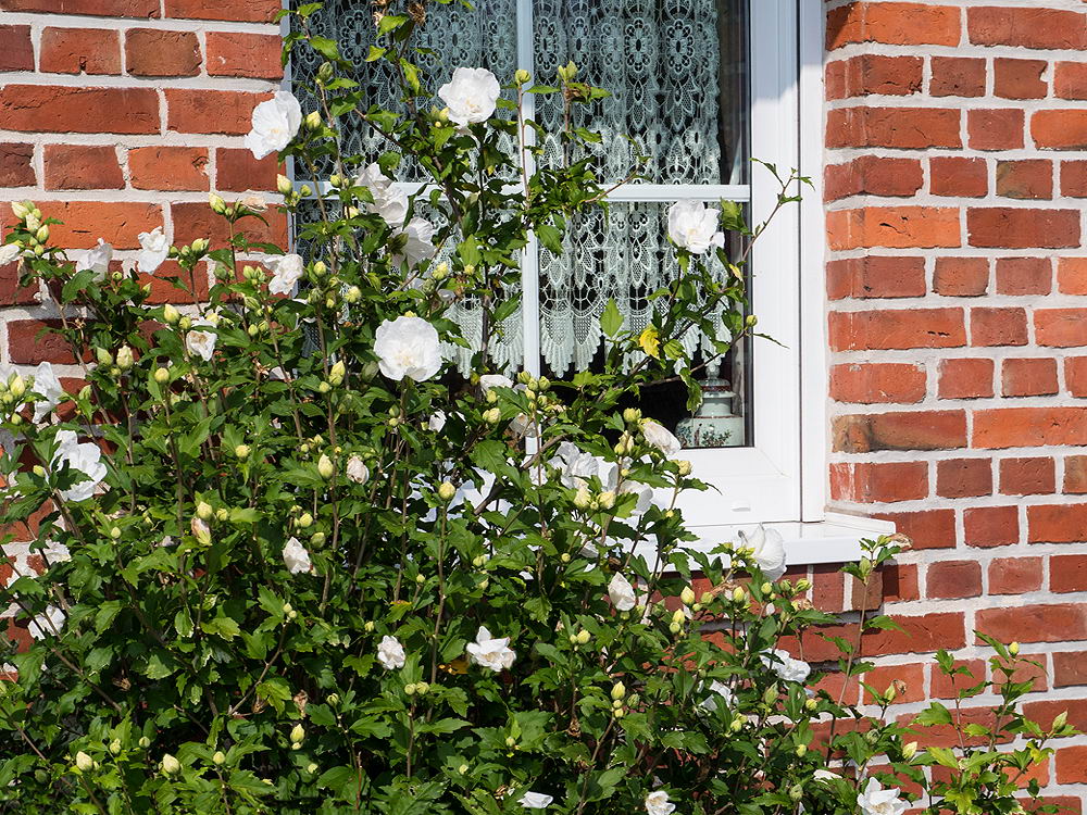 zur &Uuml;bersicht Fenster 11