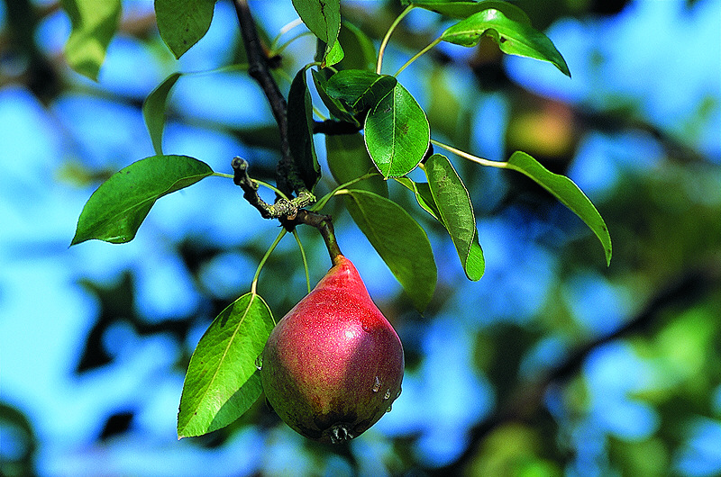 zur Übersicht Früchte II