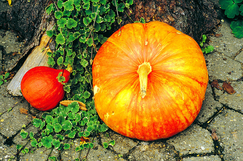 zur Übersicht Früchte II