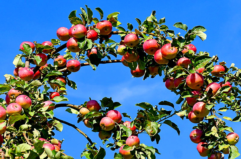 zur Übersicht Früchte 4