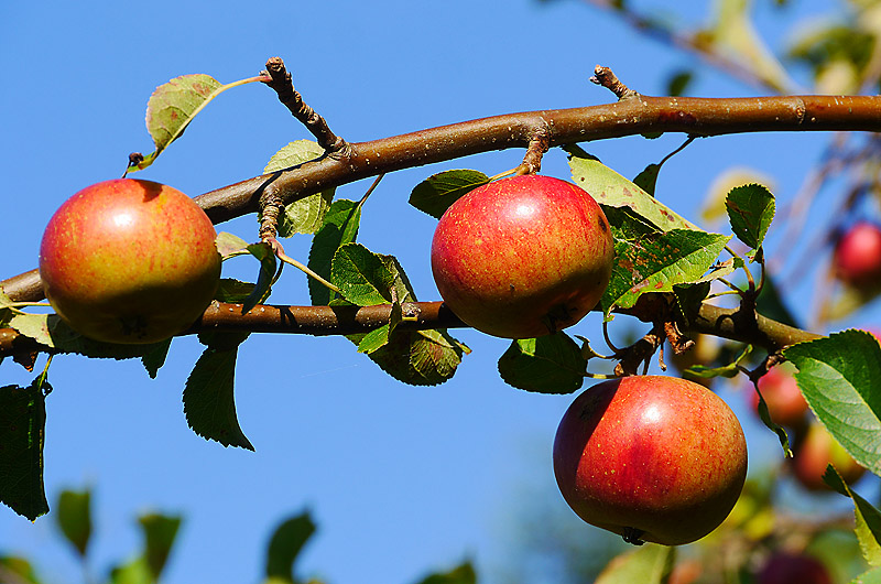 zur Übersicht Früchte 4