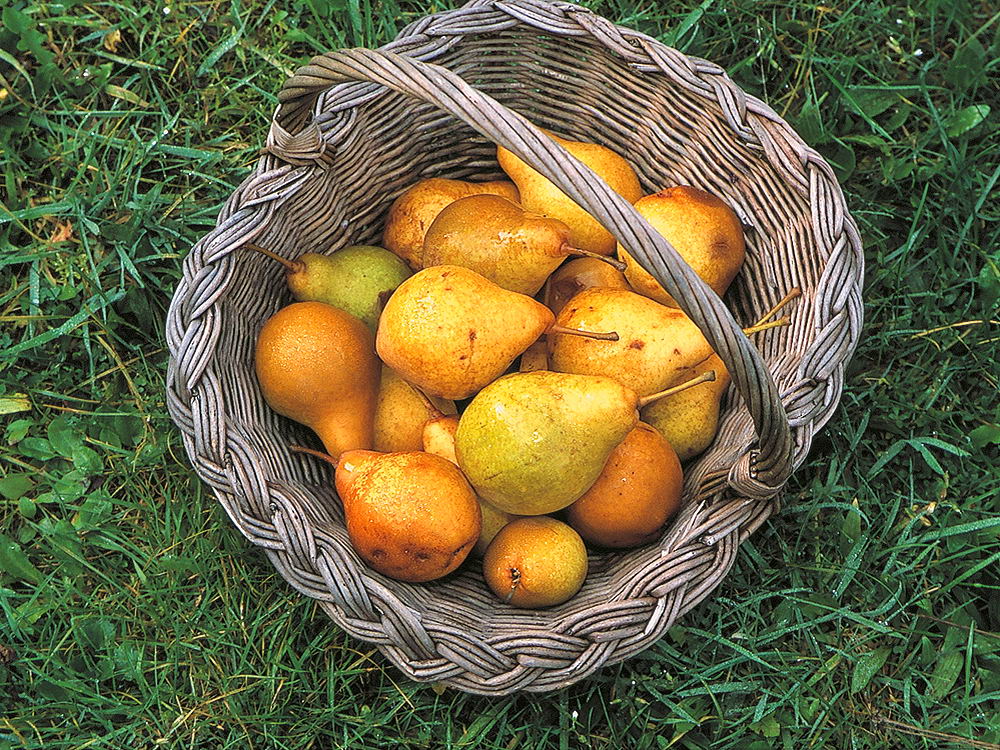 zur Übersicht Früchte 5