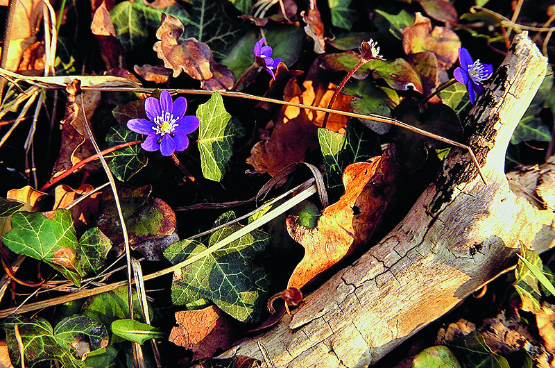 zur Übersicht Frühling