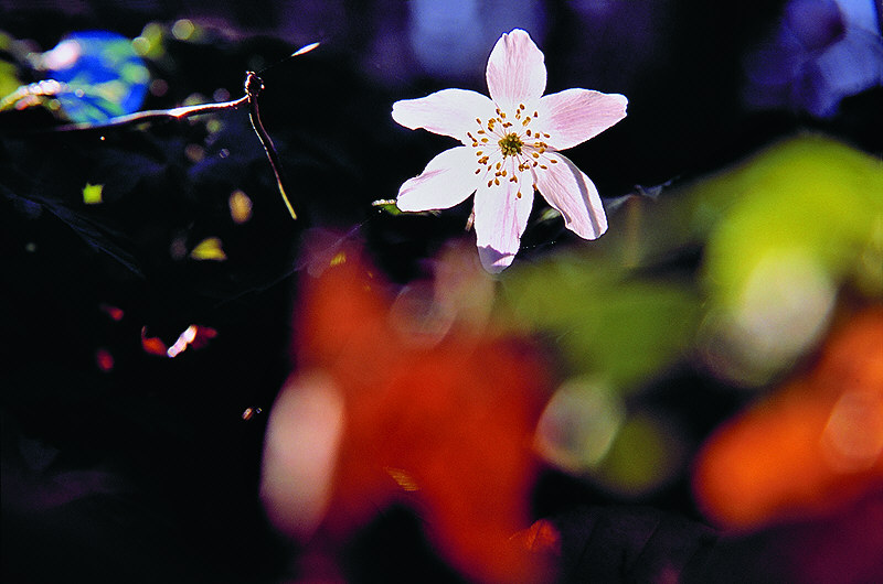 zur Übersicht Frühling