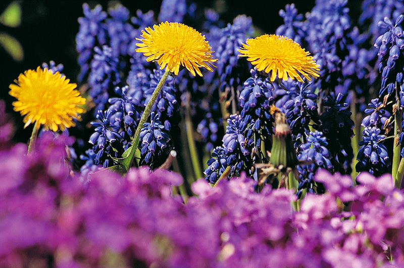 zur Übersicht Frühling