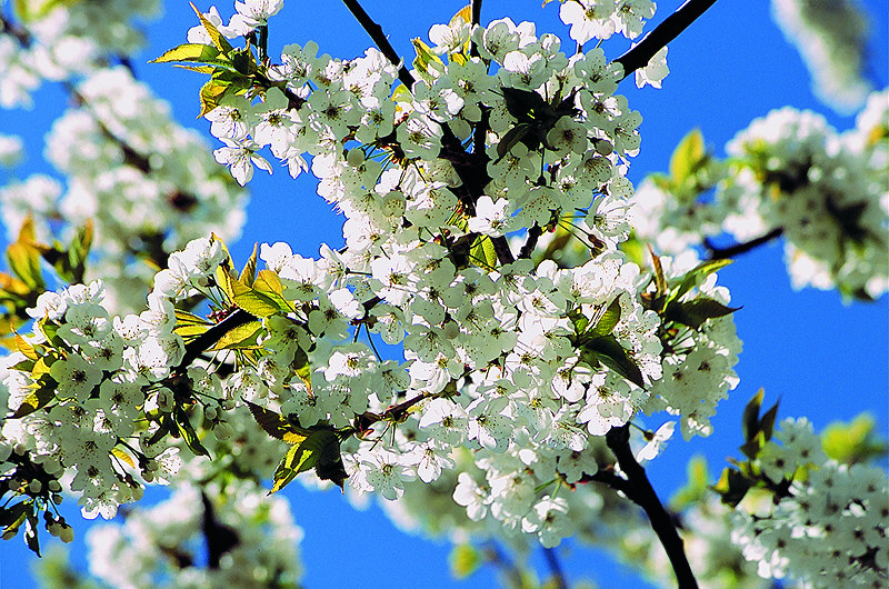 zur Übersicht Frühling