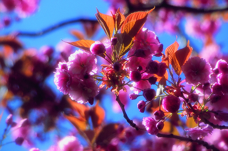 zur Übersicht Frühling