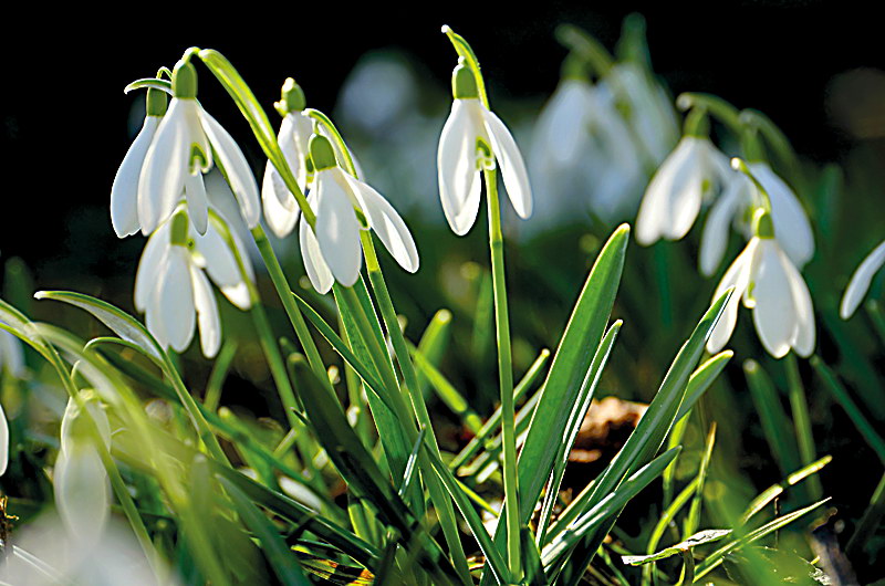 zur Übersicht Frühling