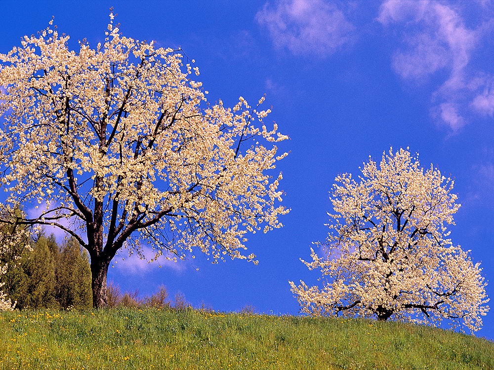 zur Übersicht Frühling 2