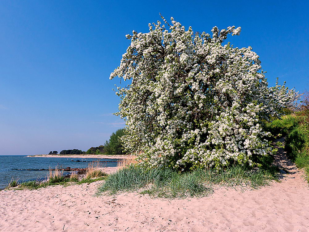 zur Übersicht Frühling 2