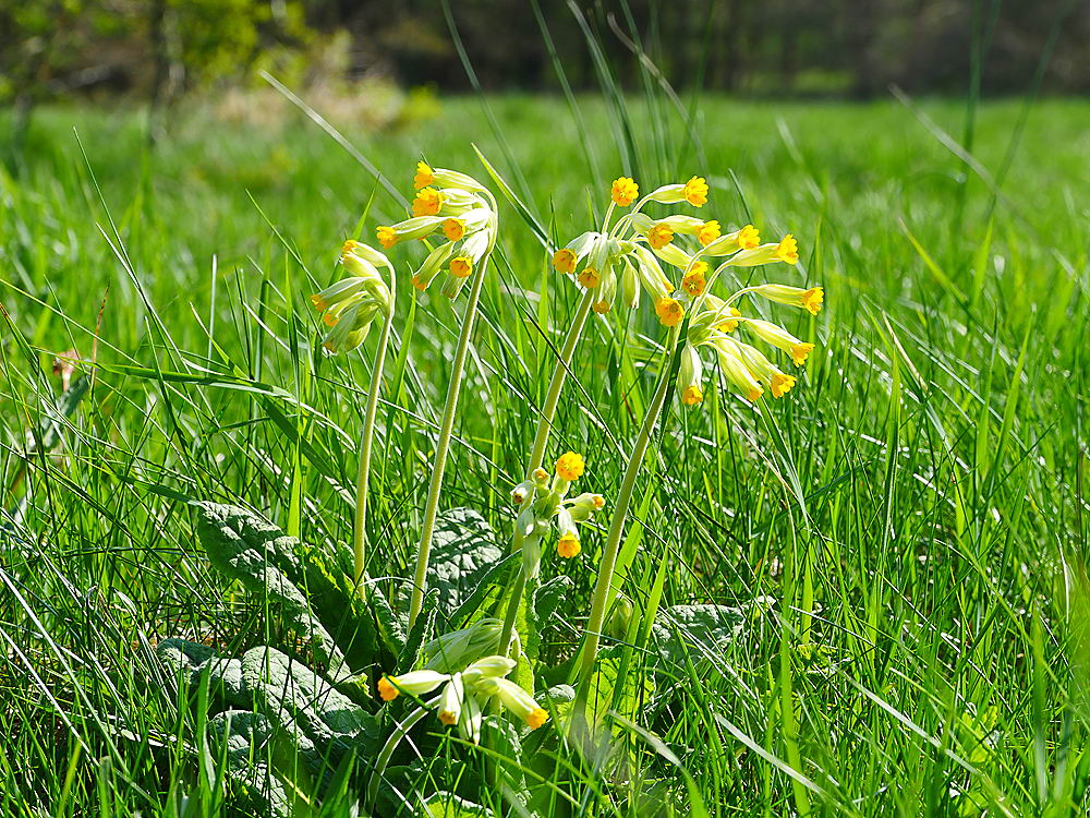 zur Übersicht Frühling 2