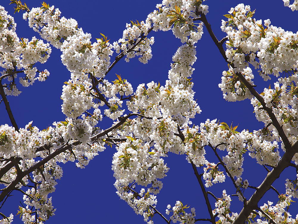 zur Übersicht Frühling 2