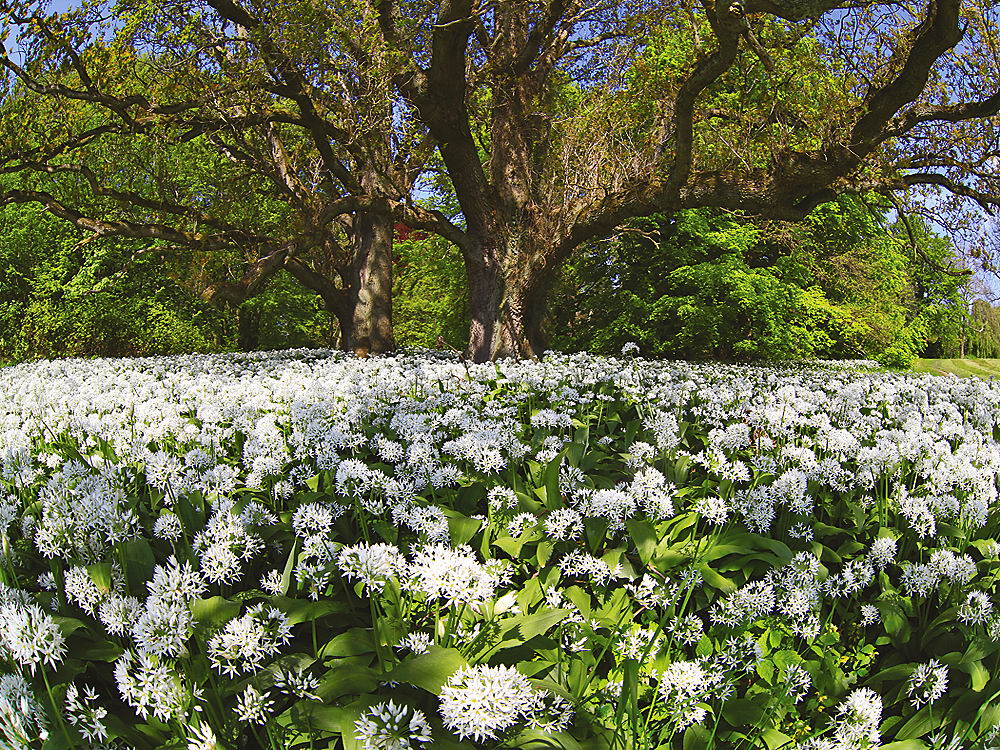 zur Übersicht Frühling 2