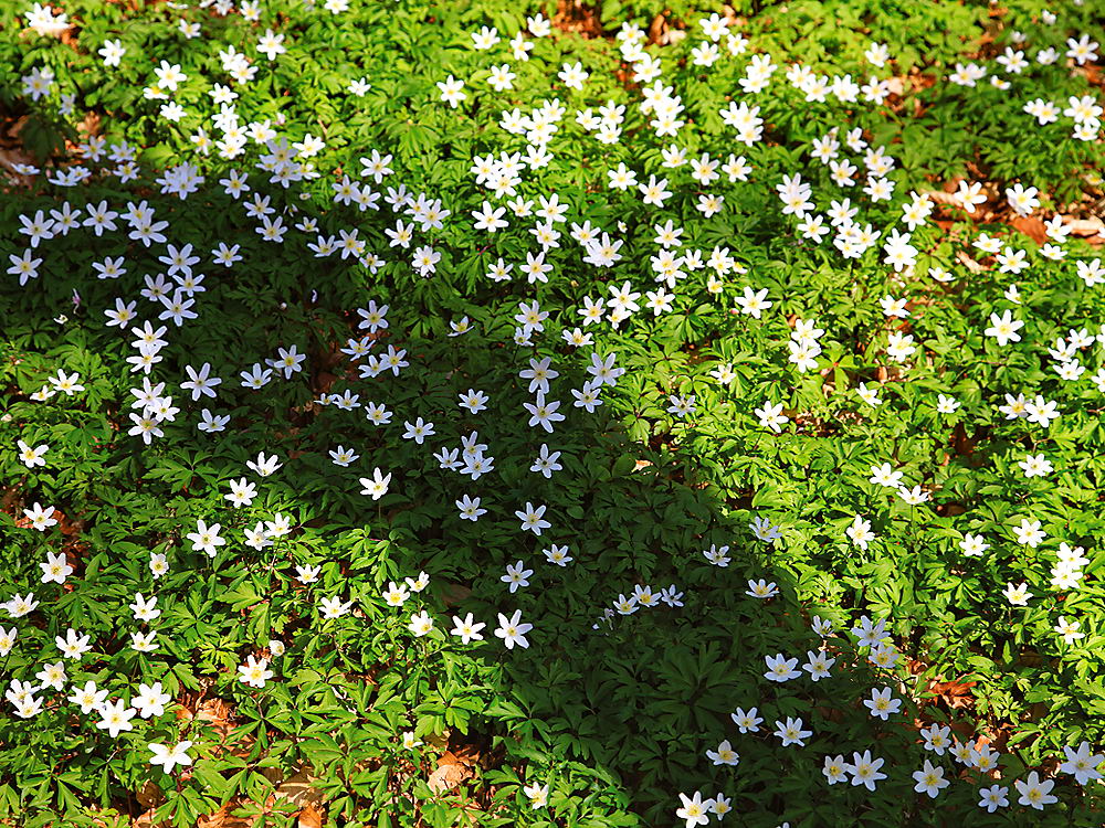 zur Übersicht Frühling 2