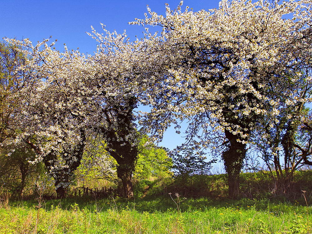 zur Übersicht Frühling 2