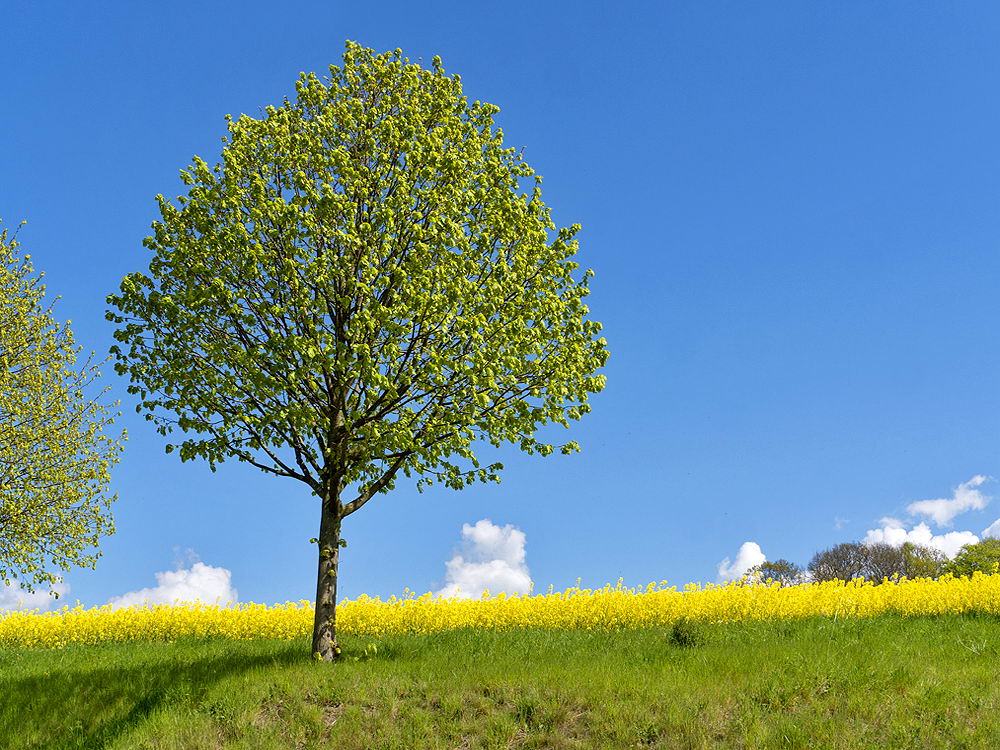 zur Übersicht Frühling 3