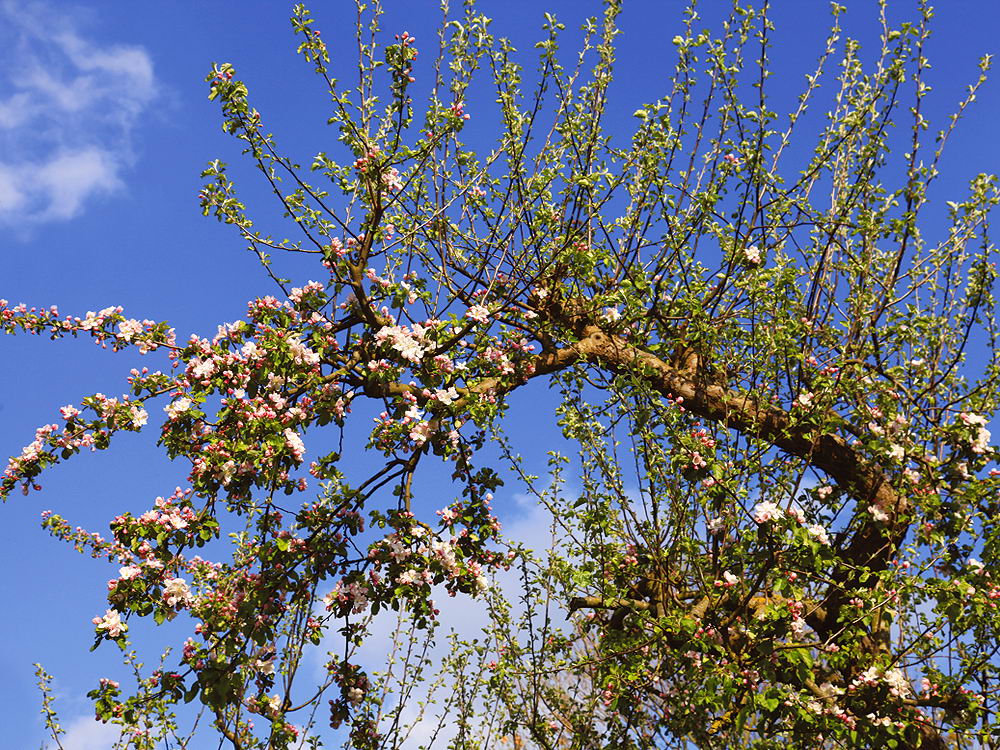zur Übersicht Frühling 3