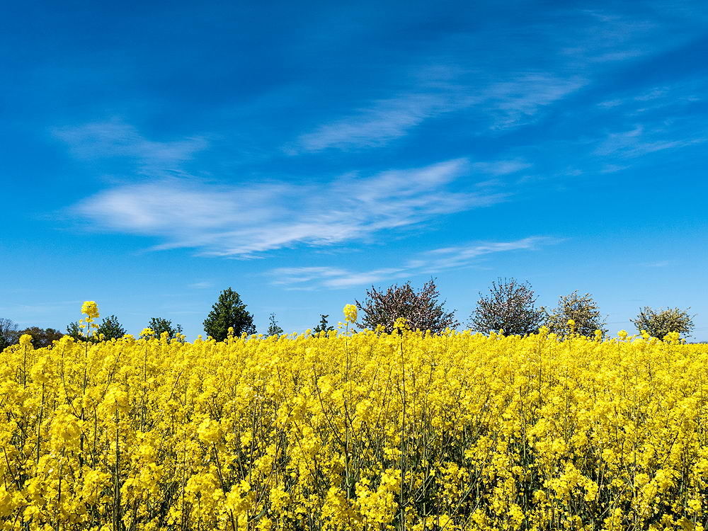 zur Übersicht Frühling 3