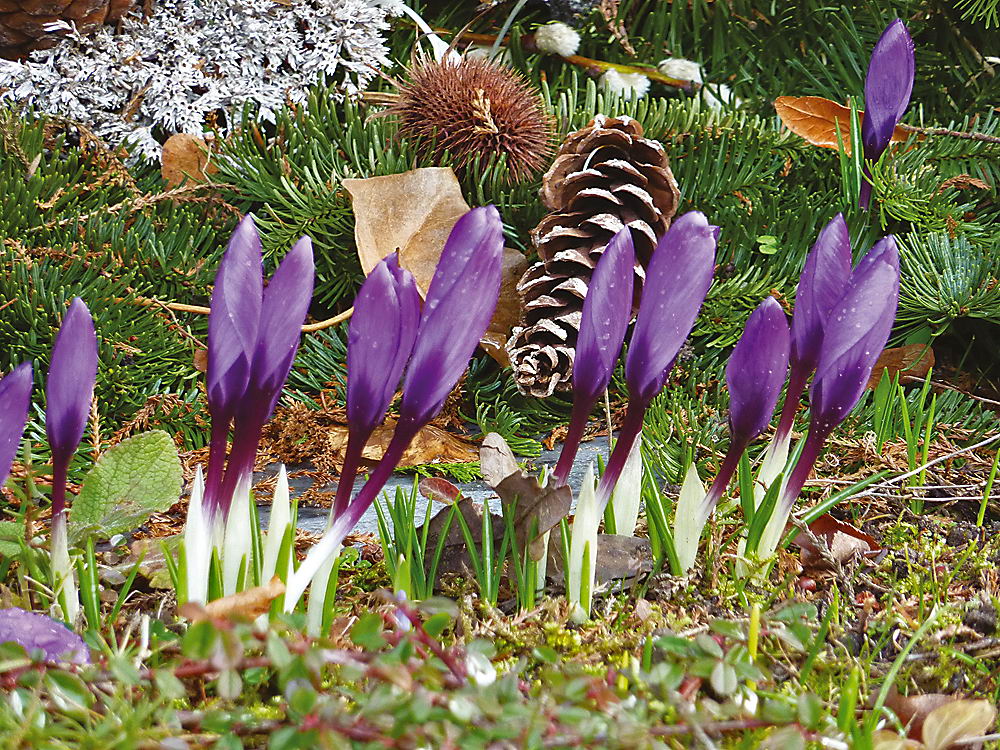 zur Übersicht Frühling 3