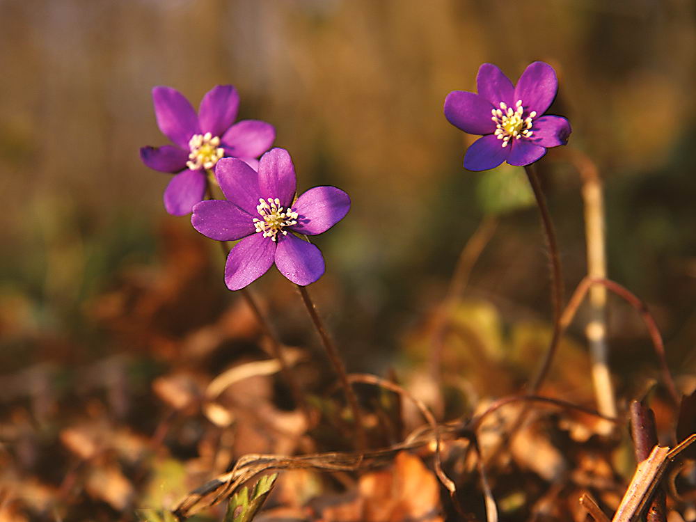 zur Übersicht Frühling 3