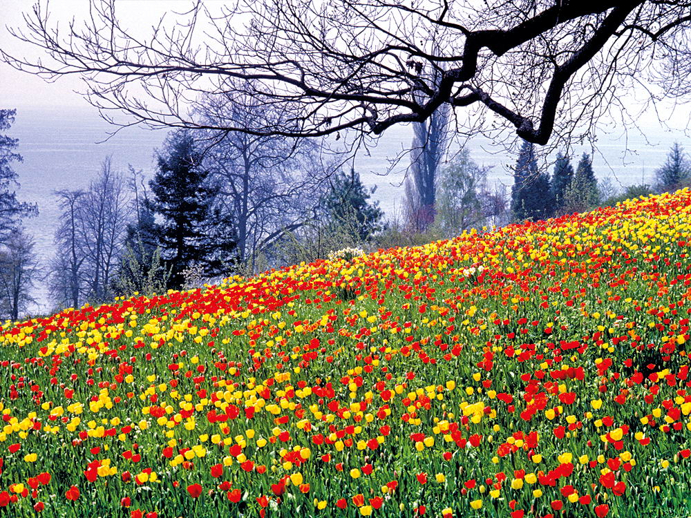 zur &Uuml;bersicht Fr&uuml;hling 4