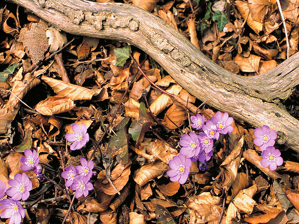 zur &Uuml;bersicht Fr&uuml;hling 4