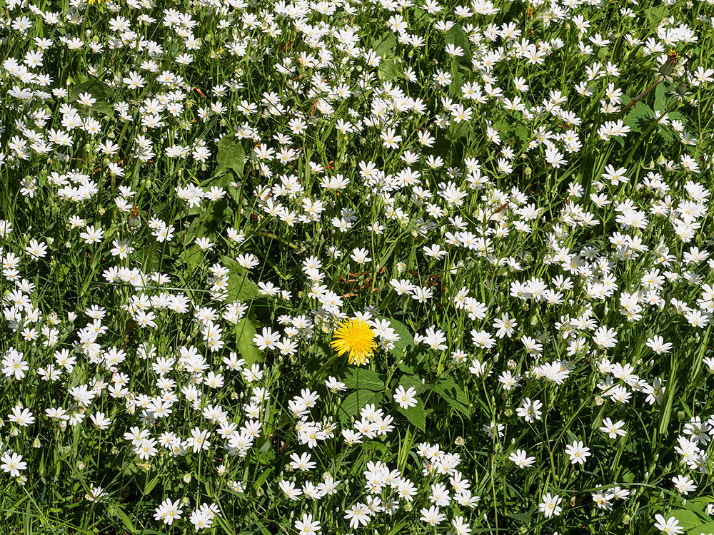 zur &Uuml;bersicht Fr&uuml;hling 4
