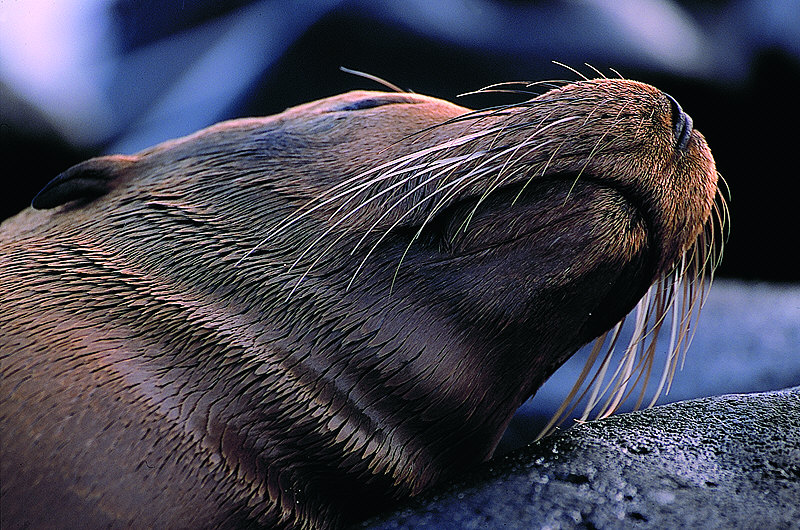 zur Übersicht Galapagos I