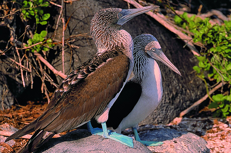 zur Übersicht Galapagos I