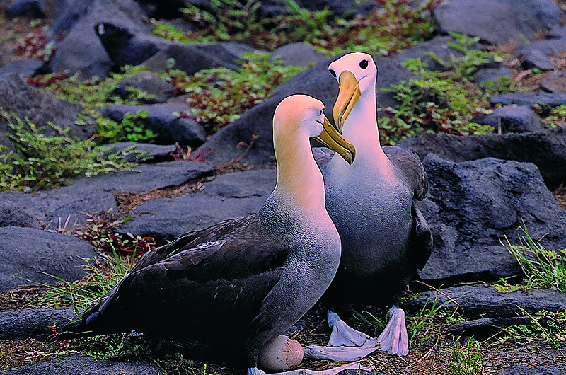 zur Übersicht Galapagos I