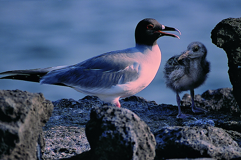 zur Übersicht Galapagos I