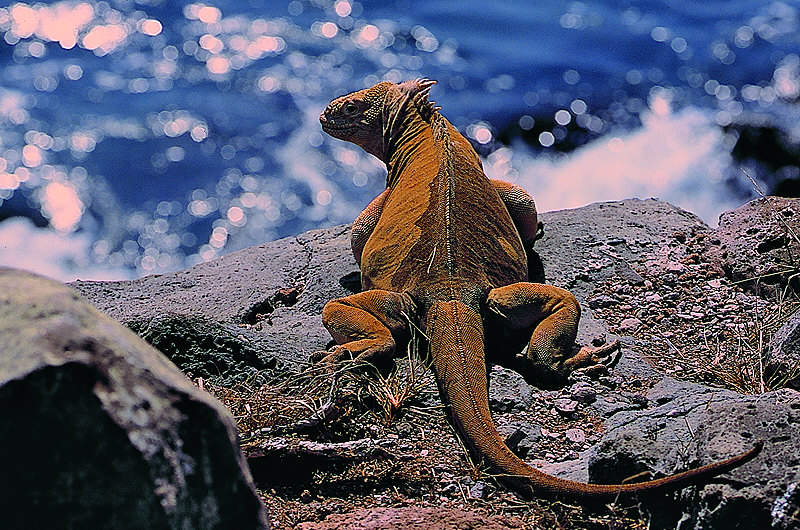 zur Übersicht Galapagos I