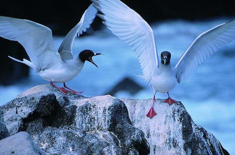 zur Übersicht Galapagos II