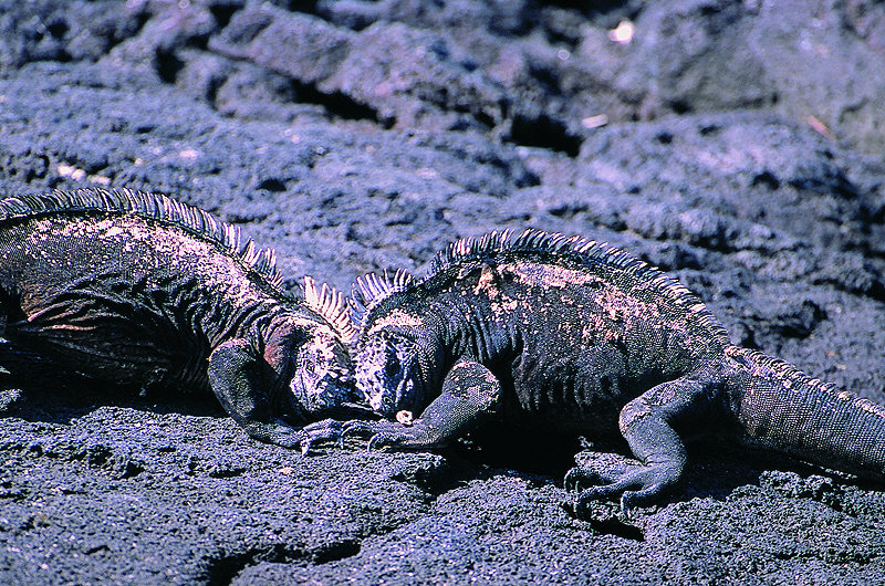 zur Übersicht Galapagos II