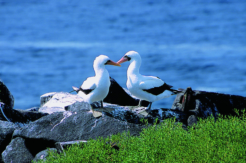 zur Übersicht Galapagos II