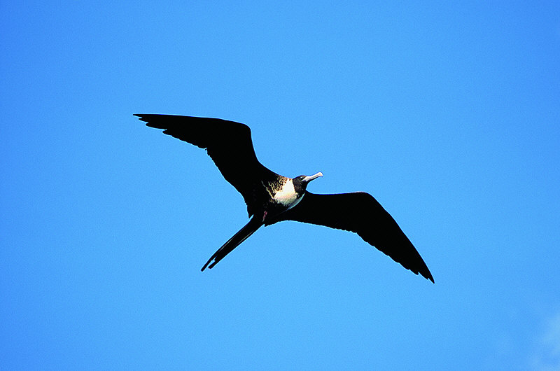 zur Übersicht Galapagos II