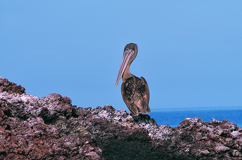 zur Übersicht Galapagos II