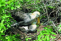 Albatrosse auf Espanola