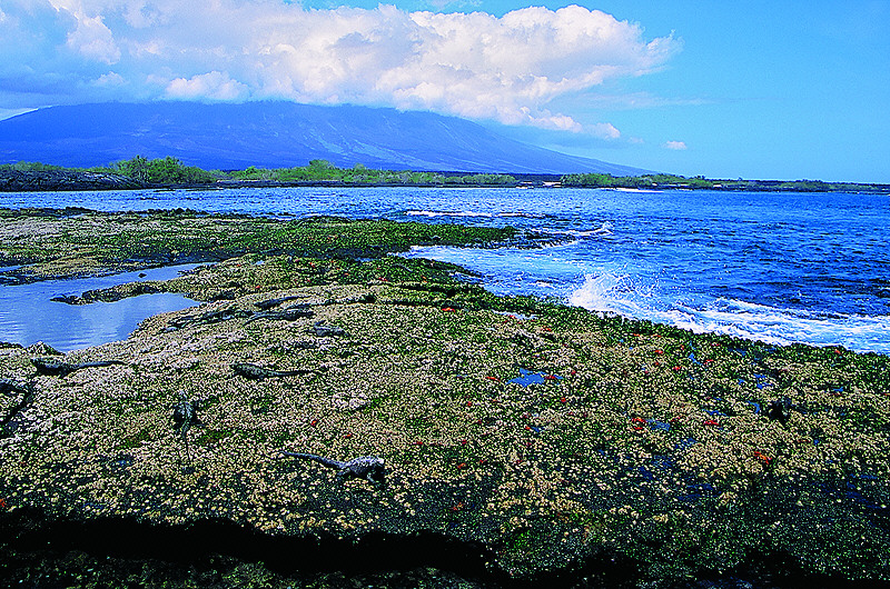 zur Übersicht Galapagos II