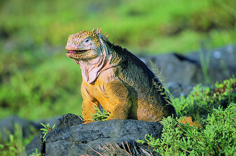 zur Übersicht Galapagos II