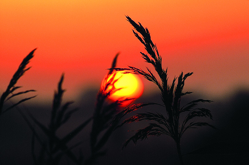 zur Übersicht Gräser III