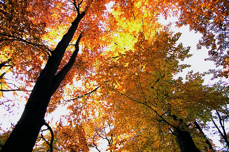 zur Übersicht Herbst