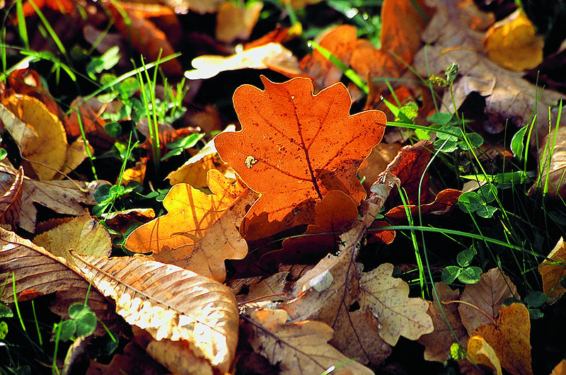 zur Übersicht Herbst