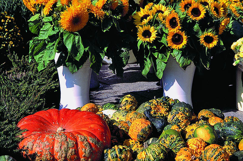 zur Übersicht Herbst