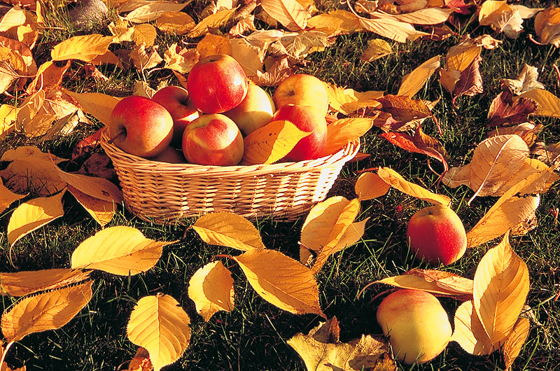 zur Übersicht Herbst