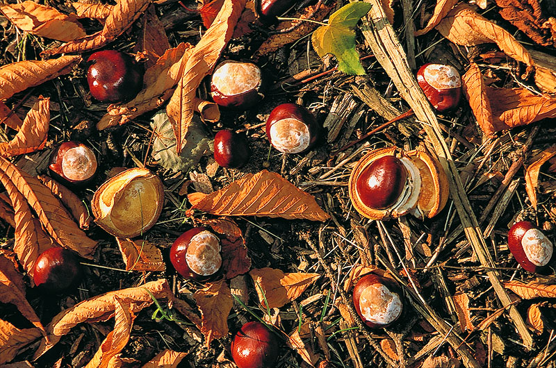 zur Übersicht Herbst